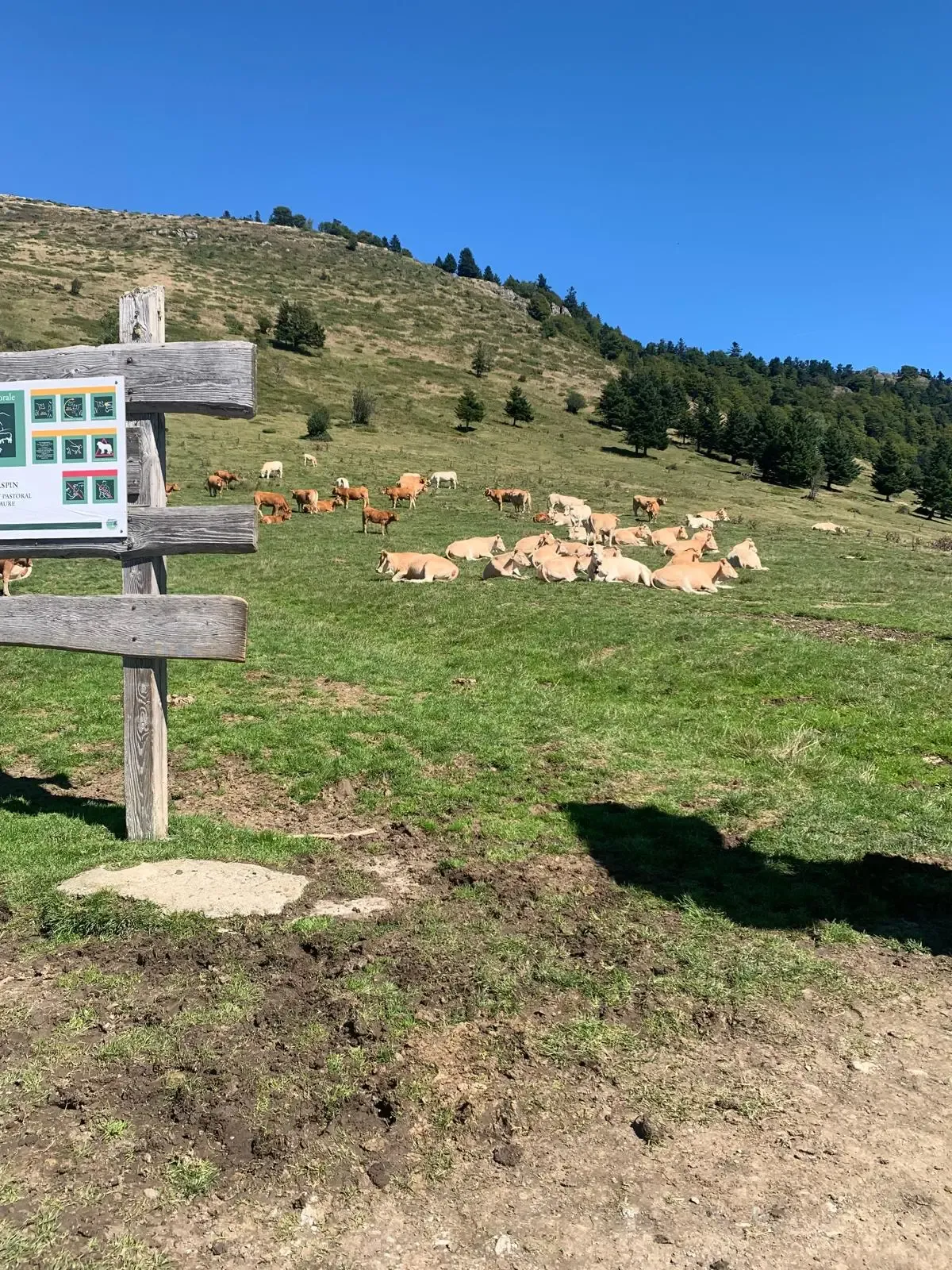 Troupeau de vaches en estive sur les pentes herbeuses du Col d'Aspin dans les Pyrénées, vu derrière un panneau d'information pastoral en bois, sous un ciel bleu ensoleillé